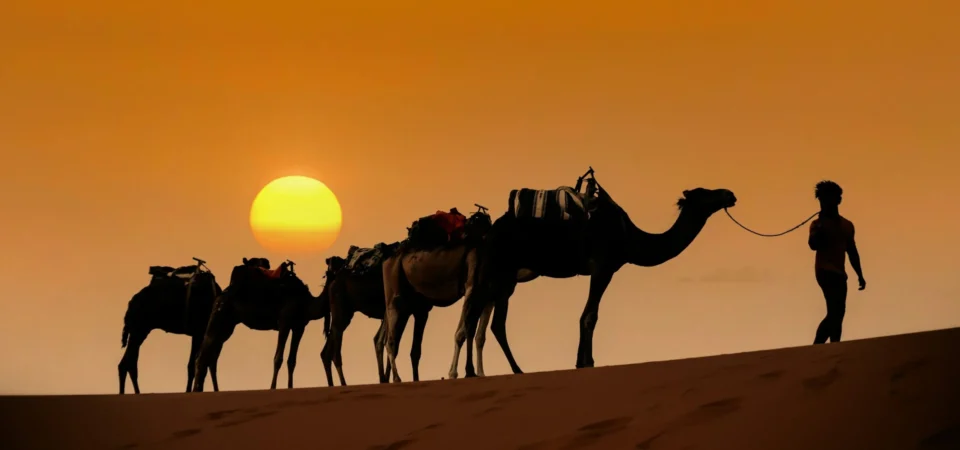 A caravan of camels led by a local guide silhouettes against a dramatic orange sunset in the Erg Chebbi dunes of the Moroccan Sahara.